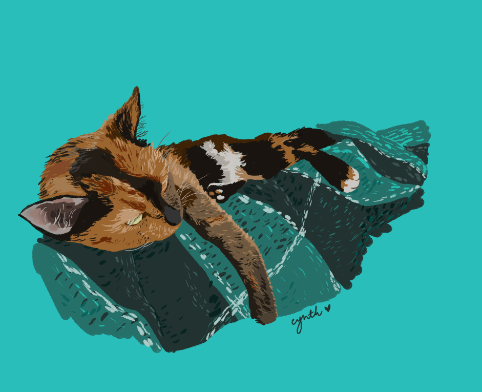tortie cat sleeping on a teal checkered woven blanket, gazing lazily to the side