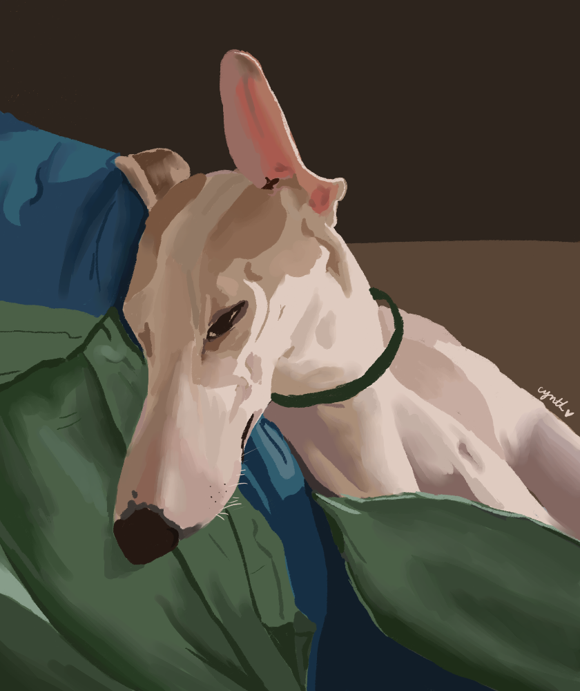 a white whippet with brown spots laying on some crumpled-up blankets, sleepily; one ear pokes up